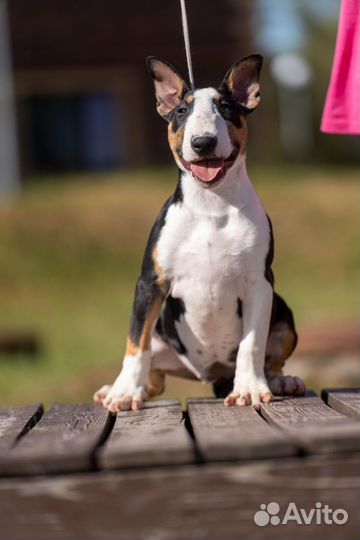 Бультерьер