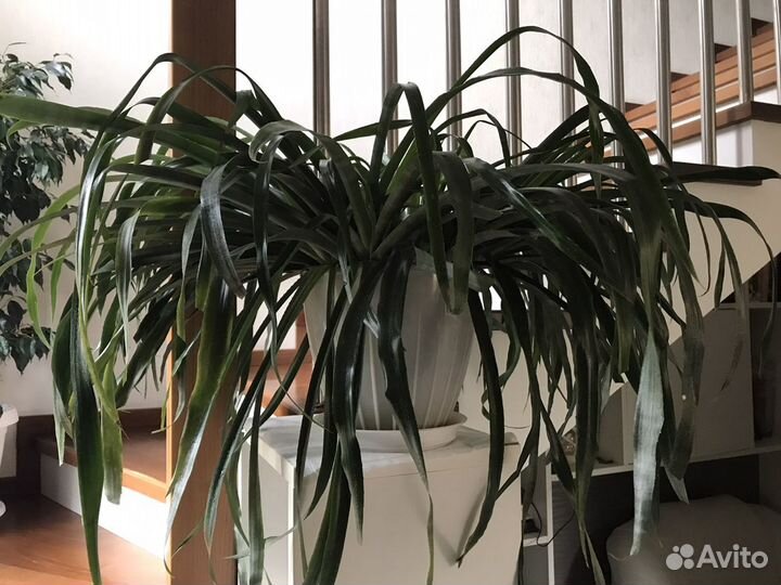 Бильбергия