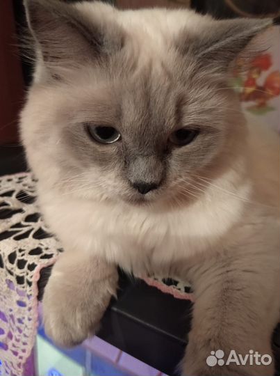 Шотландская