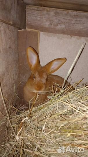 Новозеладские кролики