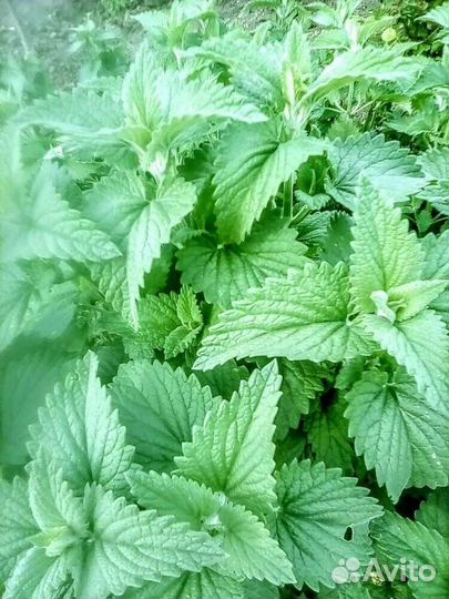 Лист мята, Мелиса, малина, и саженцы