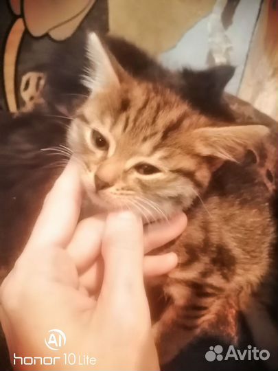 Кошка в дар