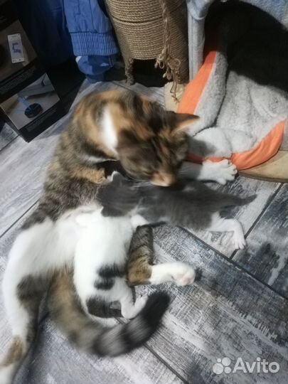 Отдам котят в добрые руки