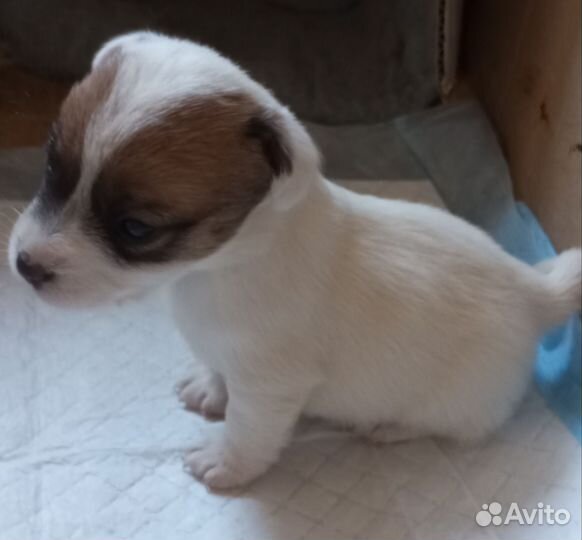 Щенок девочка Джек Рассел высокопородная