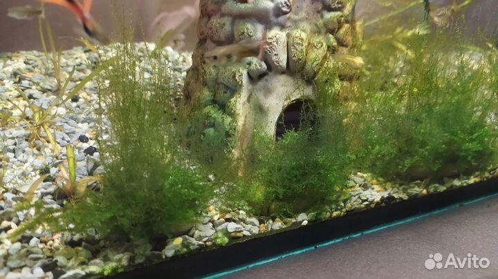 Гигрофилла иволистная, гуппи