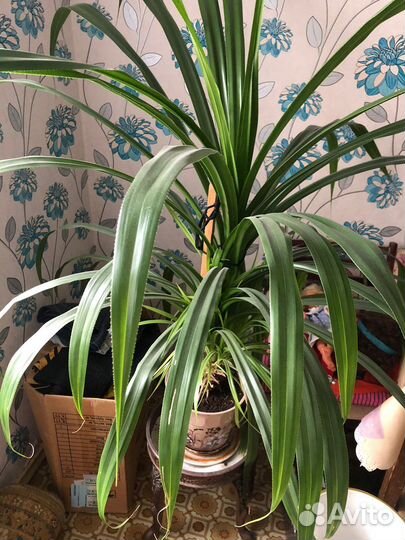 Фикус Алоэ Денежное дерево Панданус