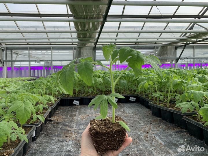 Томаты рассада из Питомника Вашутино