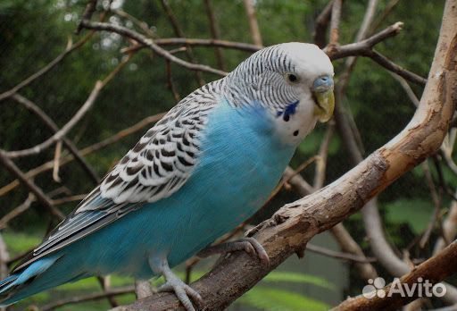 Попугай волнистый Синий самка