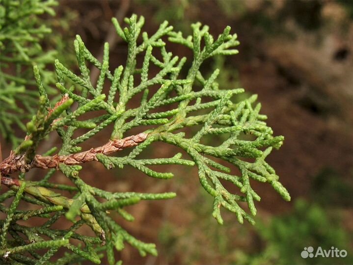 Кипарис вечнозеленый, семена