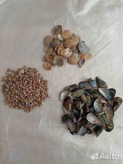 Морские камни и ракушки