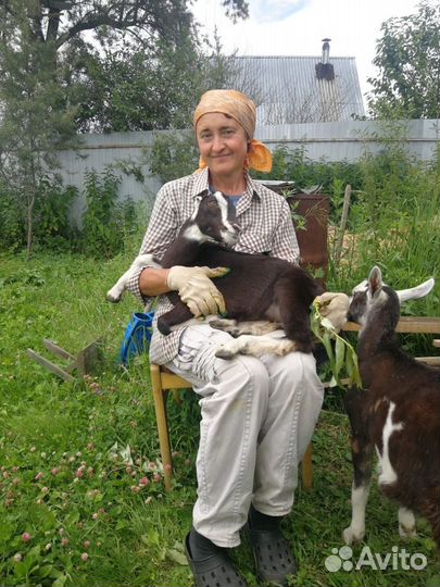 Козье молоко, куриные яйца