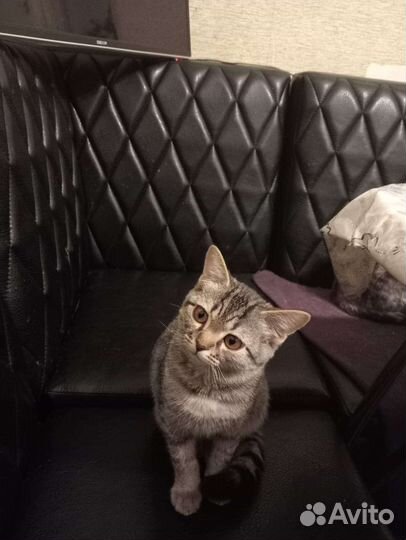 Отдам в добрые руки