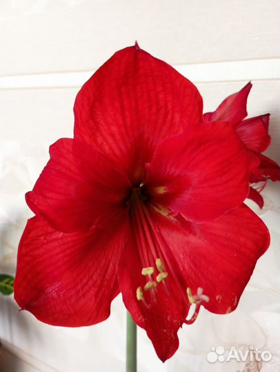 Гиппеаструм