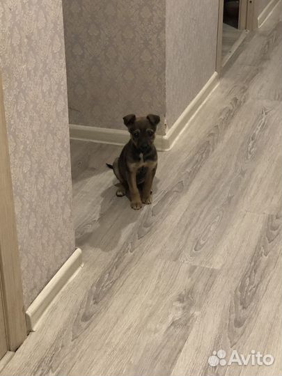 Щенок девочка в добрые руки