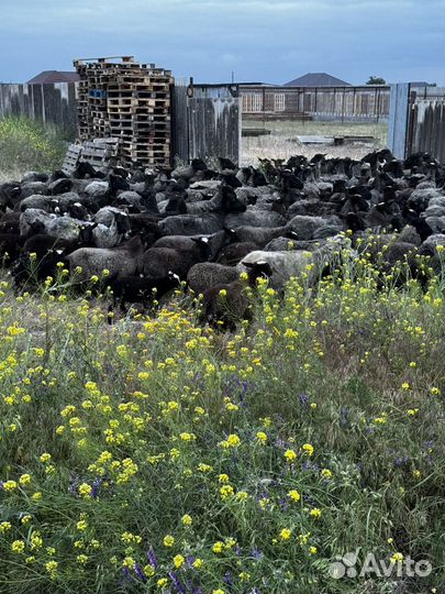 Племенные романовские овцы и ягнята