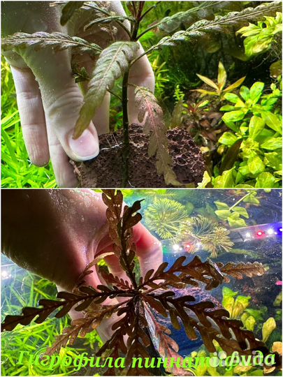 Аквариумные мхи и папоротники