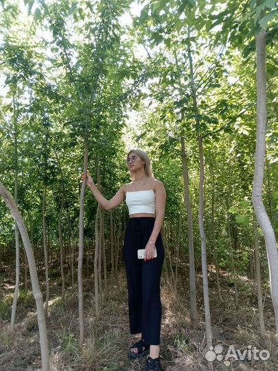 Ясень золотистый клён ясенелистный