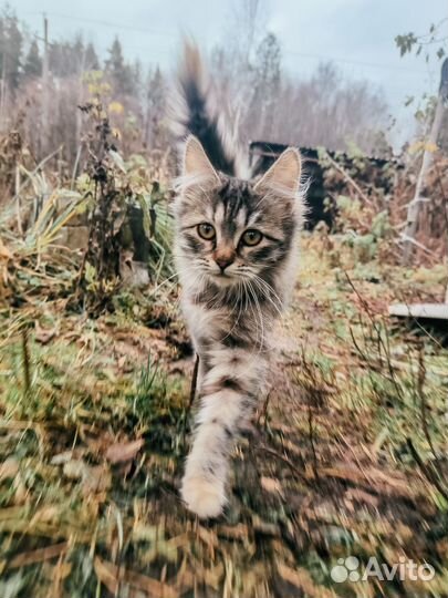 Две кошечки, 4 мес