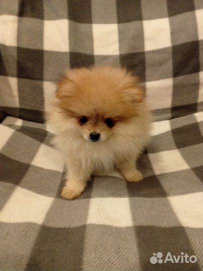 Щенки шпица