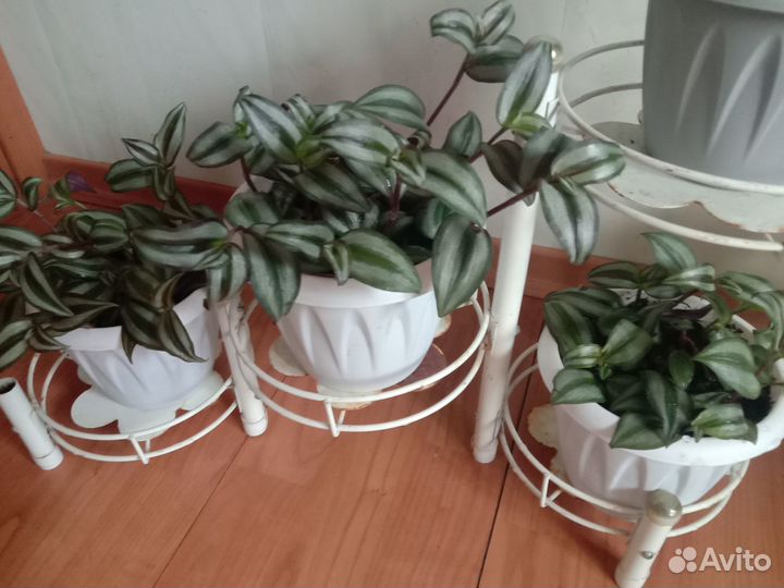 Продаю комнатные цветы
