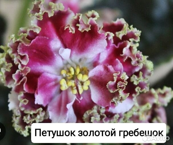Детки сортовых фиалок