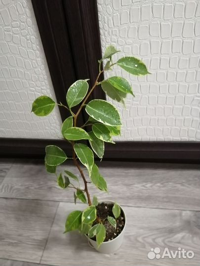 Фикус бенджамина