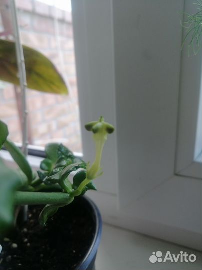 Церопегия сандерсона