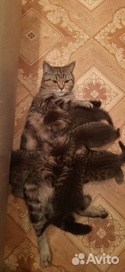 Кошка в дар бесплатно