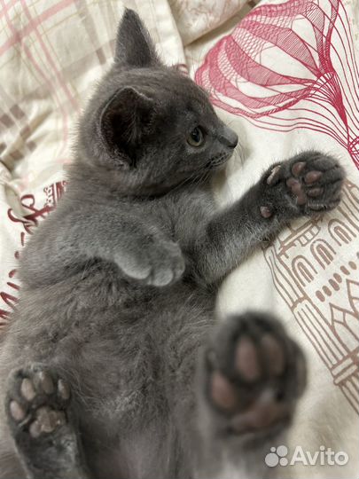 Котенок метис в добрые руки