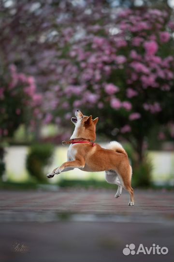 Фотограф-анималист, зоофотограф