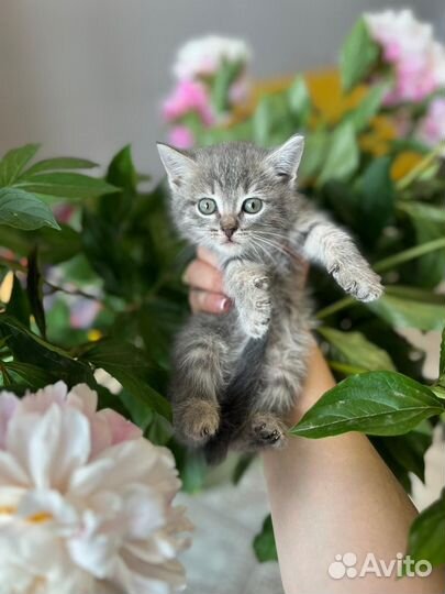 Котята