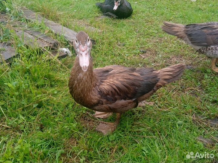 Индоутки на племя