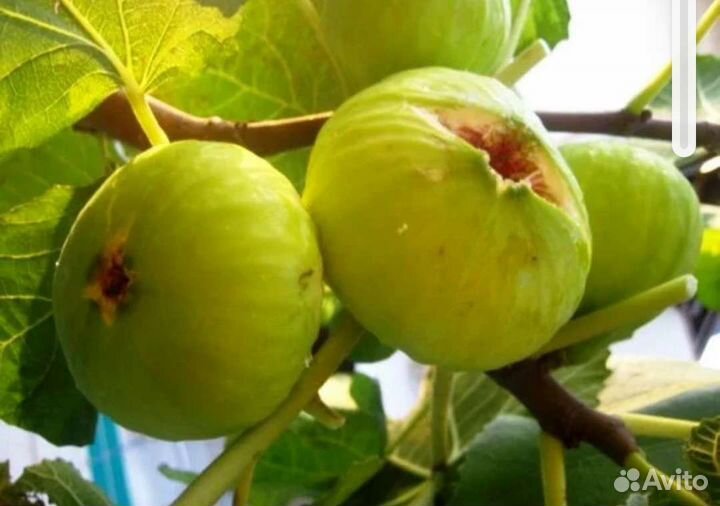 Саженцы инжир Среднеазиатский