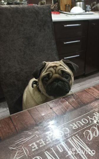 Вязка мопс девочка