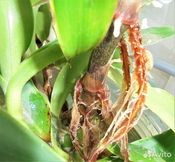 Комнатные растения золотой ус и каланхоэ