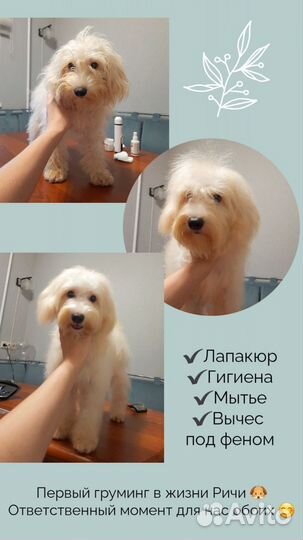 Груминг собак, стрижка собак