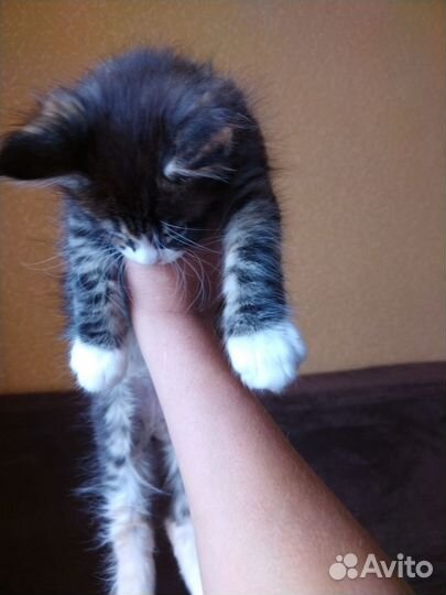 Котята мейн-кун