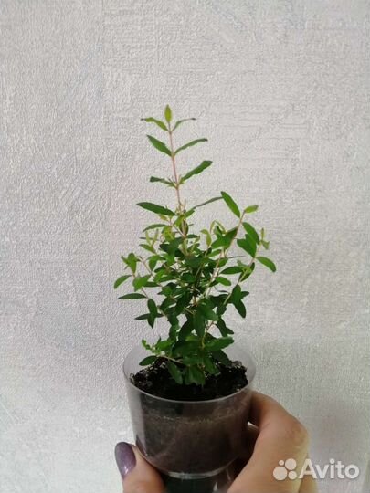 Комнатный гранат, плодоносящий