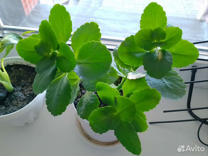 Диффенбахия