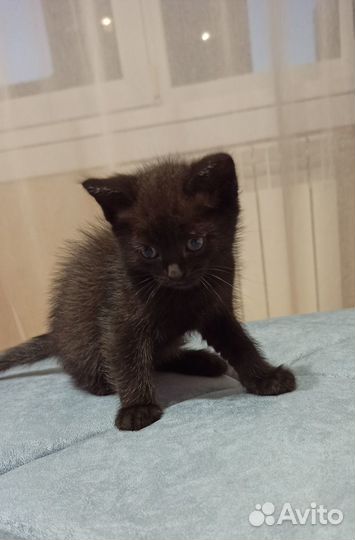 Котёнок