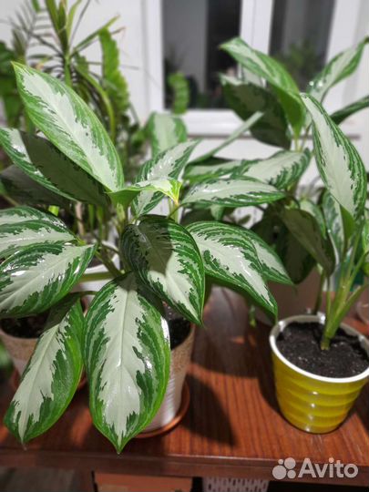 Аглаоеема Сильвер Бэй