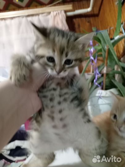 Котенок (девочка) в добрые руки