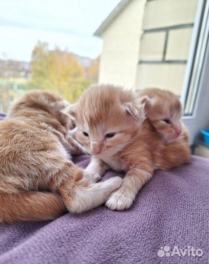 Котята мейн-кун