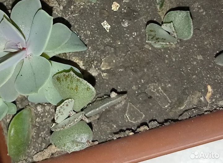 Каланхое (rhombopilosa)