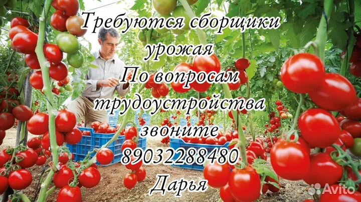 Вахта Москва Агрокомплекс Сбор урожая Питан Прож