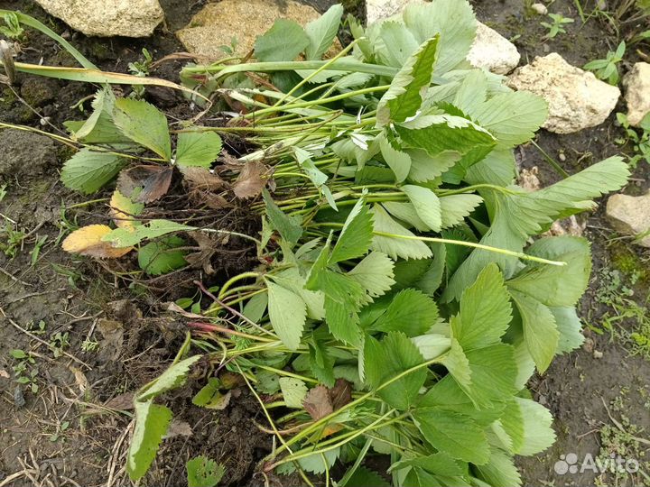 Ранняя клубника