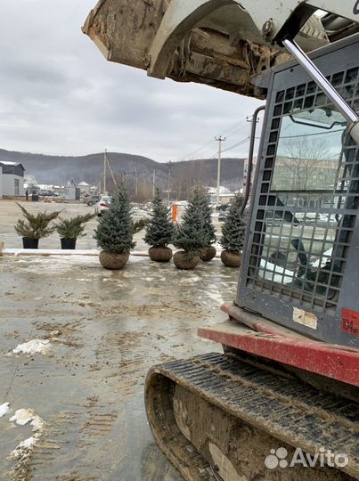 Бобкат бобкэт bobcat мини погрузчик трактор гусени