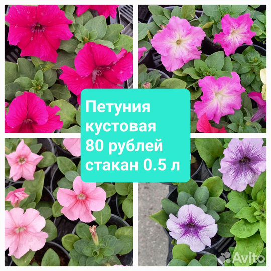 Петуния разная