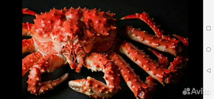Камчатский королевский краб