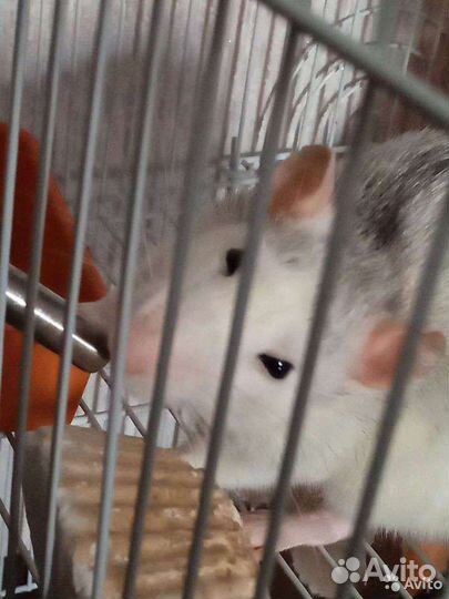 Передержка грызунов